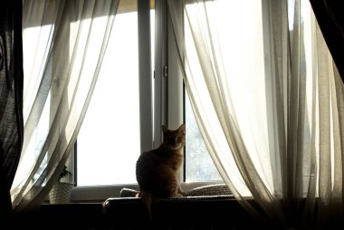 Kedi pencerede oturuyor. Şeffaf perdeli büyük pencere.