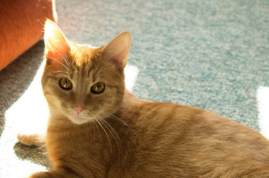 Büyük gözlü kırmızı kedi. Evcil kedi. Havalı kedi. Güneşin ışığında hem de. Arkaplan.