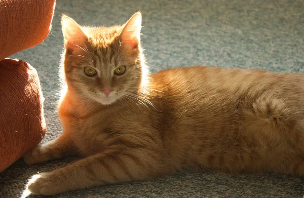 Büyük Gözlü Kırmızı Kedi Evcil Kedi Havalı Kedi Güneşin Işığında — Stok fotoğraf