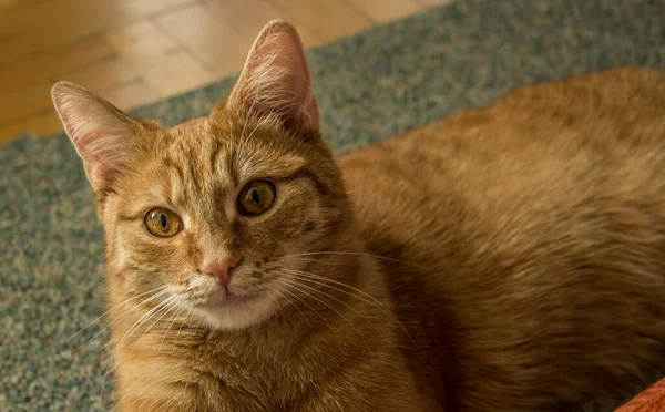 Κόκκινη Γάτα Μεγάλα Μάτια Εγχώρια Γάτα Γάτα Υπό Φως Του — Φωτογραφία Αρχείου