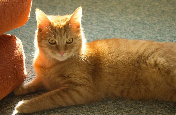 Κόκκινη Γάτα Μεγάλα Μάτια Εγχώρια Γάτα Γάτα Υπό Φως Του — Φωτογραφία Αρχείου