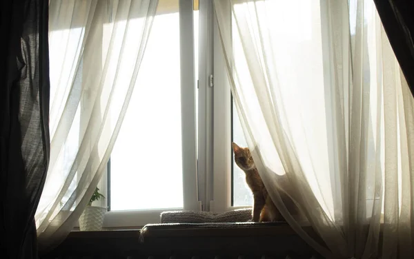 猫は窓の上に座っている 透明カーテン付きの大きな窓 — ストック写真