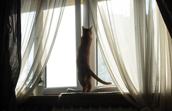 Gato Está Sentado Ventana Gran Ventana Con Cortinas Transparentes — Foto de Stock