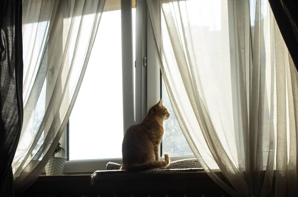 Gato Está Sentado Ventana Gran Ventana Con Cortinas Transparentes — Foto de Stock