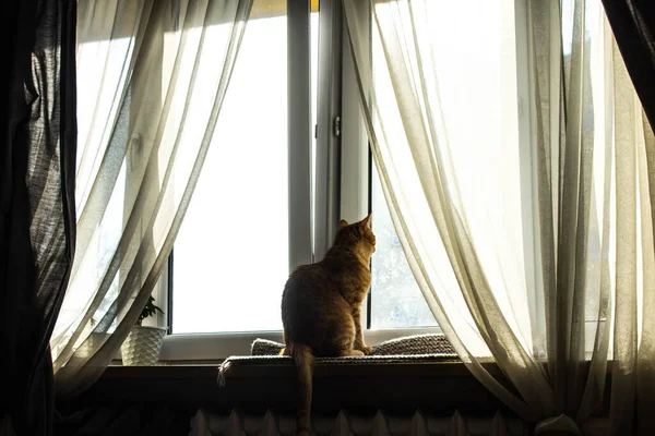 Gato Está Sentado Ventana Gran Ventana Con Cortinas Transparentes — Foto de Stock