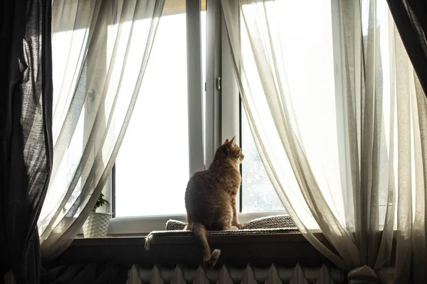 Gato Está Sentado Ventana Gran Ventana Con Cortinas Transparentes — Foto de Stock