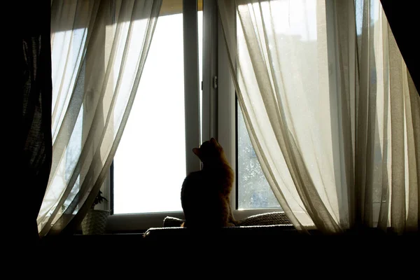 고양이는 창가에 있습니다 커튼이 — 스톡 사진