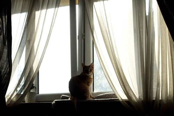 고양이는 창가에 있습니다 커튼이 — 스톡 사진