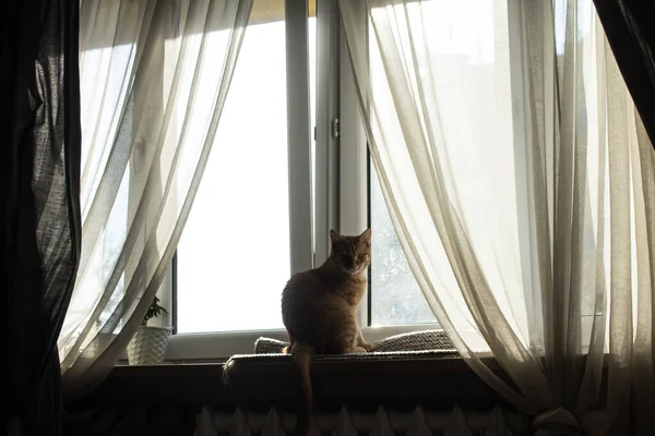 Cat Sitting Window Large Window Transparent Curtains — Stock Photo, Image