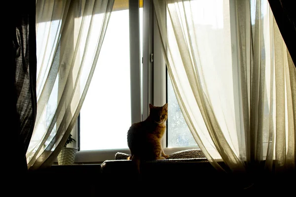 Gato Está Sentado Ventana Gran Ventana Con Cortinas Transparentes — Foto de Stock