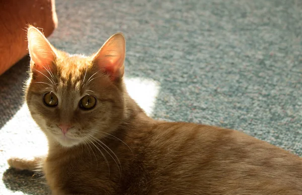Büyük Gözlü Kırmızı Kedi Evcil Kedi Havalı Kedi Güneşin Işığında — Stok fotoğraf