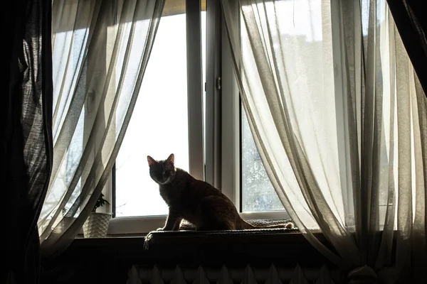 Gato Está Sentado Ventana Gran Ventana Con Cortinas Transparentes —  Fotos de Stock