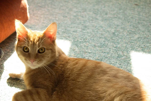 Büyük Gözlü Kırmızı Kedi Evcil Kedi Havalı Kedi Güneşin Işığında — Stok fotoğraf