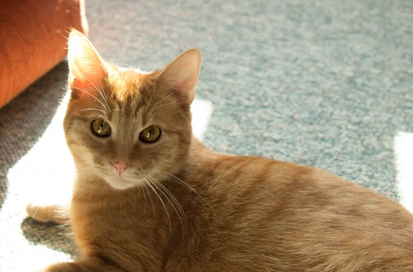 Gato Vermelho Com Olhos Grandes Gato Doméstico Gato Chique Luz — Fotografia de Stock