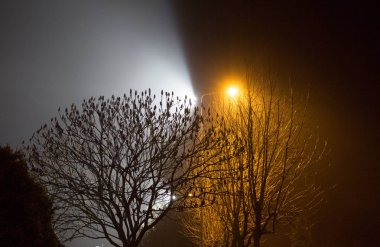 Güzel gece manzarası. Fenerlerle aydınlatılmış ağaçlar.