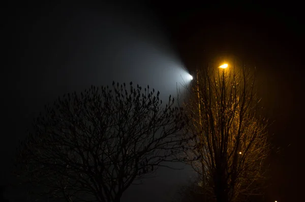 Piękny Nocny Krajobraz Drzewa Oświetlone Latarniami — Zdjęcie stockowe