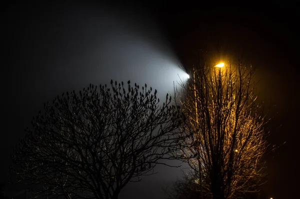 美丽的夜景被灯笼照亮的树 — 图库照片