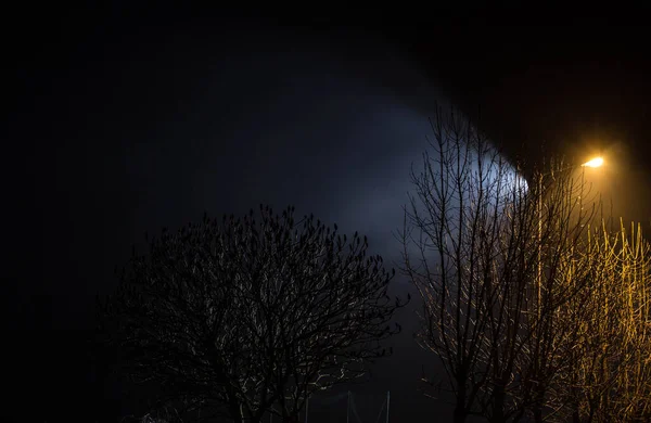 Schöne Nächtliche Landschaft Bäume Mit Laternen Beleuchtet — Stockfoto