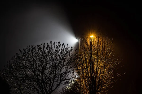 Güzel Gece Manzarası Fenerlerle Aydınlatılmış Ağaçlar — Stok fotoğraf