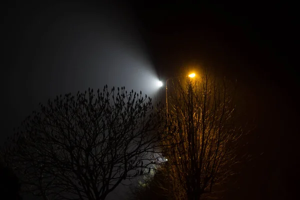 Güzel Gece Manzarası Fenerlerle Aydınlatılmış Ağaçlar — Stok fotoğraf