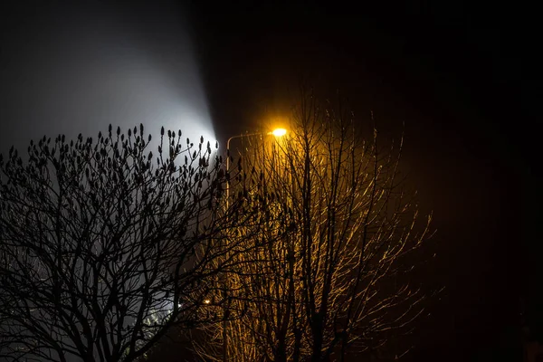 Beautiful Night Landscape Trees Illuminated Lanterns — Stock Photo, Image