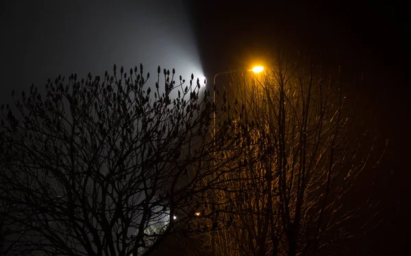 美丽的夜景被灯笼照亮的树 — 图库照片