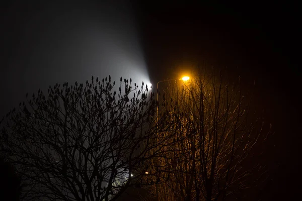 美しい夜景 提灯に照らされた木々 — ストック写真