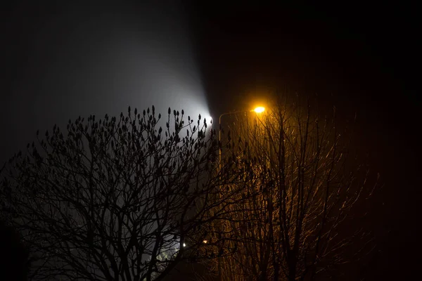 Piękny Nocny Krajobraz Drzewa Oświetlone Latarniami — Zdjęcie stockowe