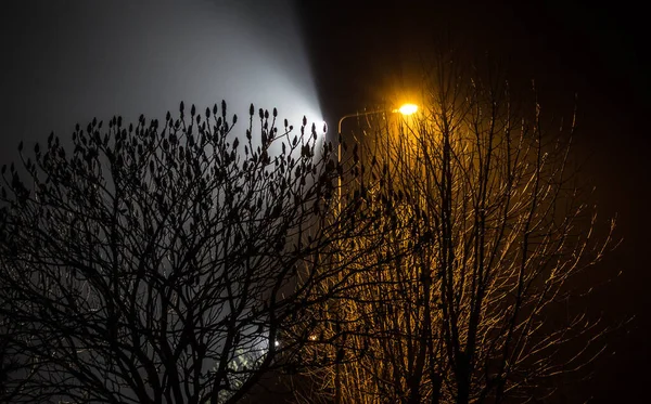 Schöne Nächtliche Landschaft Bäume Mit Laternen Beleuchtet — Stockfoto