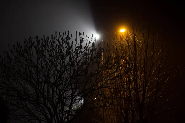 Güzel Gece Manzarası Fenerlerle Aydınlatılmış Ağaçlar — Stok fotoğraf