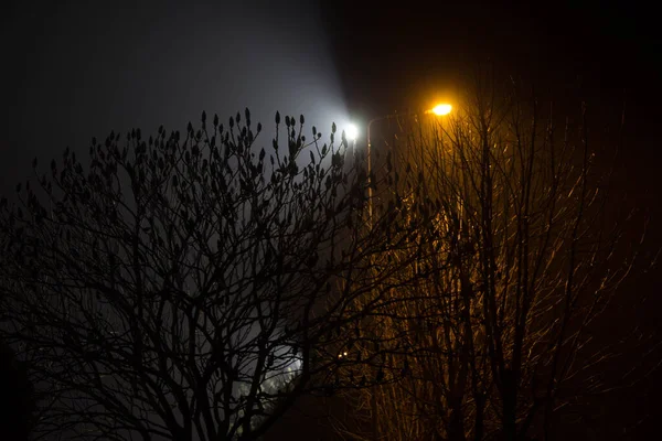 Hermoso Paisaje Nocturno Árboles Iluminados Por Linternas —  Fotos de Stock