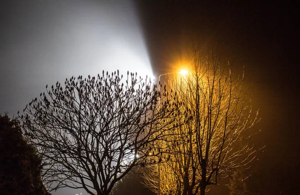 Schöne Nächtliche Landschaft Bäume Mit Laternen Beleuchtet — Stockfoto