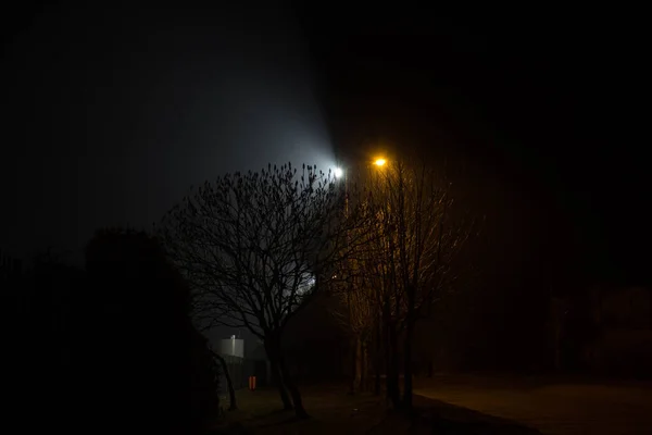 Beautiful Night Landscape Trees Illuminated Lanterns — Stock Photo, Image