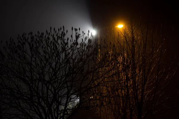 Piękny Nocny Krajobraz Drzewa Oświetlone Latarniami — Zdjęcie stockowe