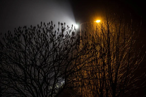 Piękny Nocny Krajobraz Drzewa Oświetlone Latarniami — Zdjęcie stockowe