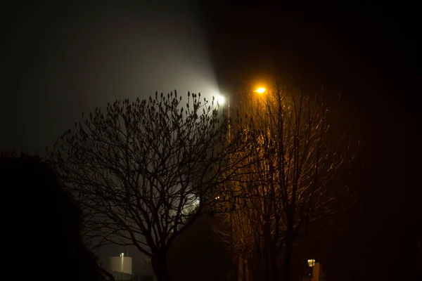 Vackert Nattlandskap Träd Belysta Med Lyktor — Stockfoto