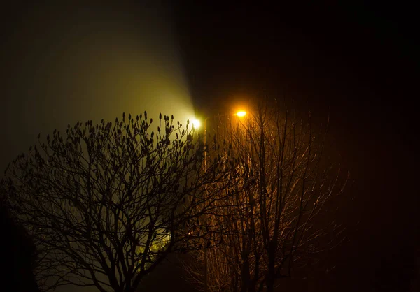 Beautiful Night Landscape Trees Illuminated Lanterns — Stock Photo, Image