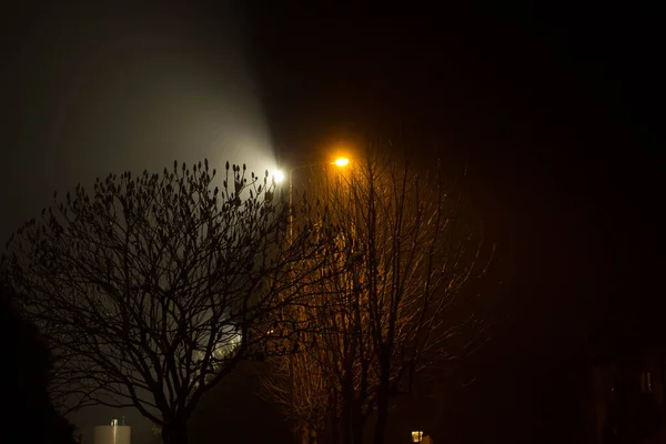 Schöne Nächtliche Landschaft Bäume Mit Laternen Beleuchtet — Stockfoto