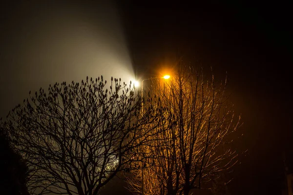 Beautiful Night Landscape Trees Illuminated Lanterns — Stock Photo, Image