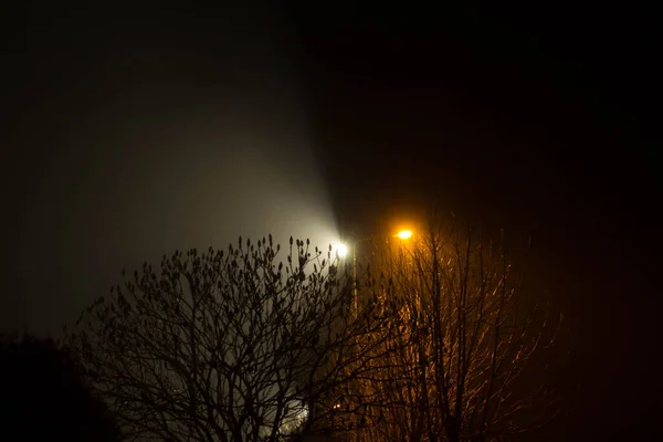 Prachtig Nachtlandschap Bomen Verlicht Door Lantaarns — Stockfoto