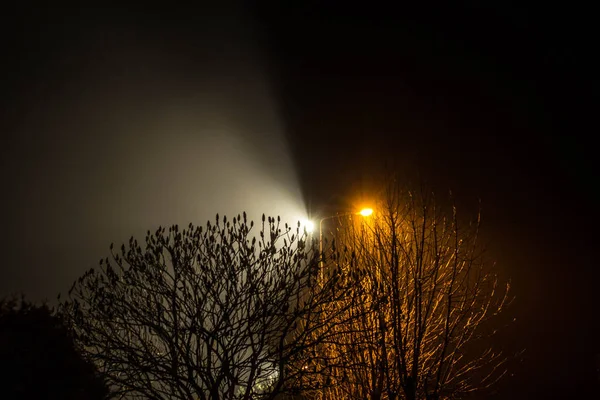 Gyönyörű Éjszakai Táj Lámpásokkal Megvilágított Fák — Stock Fotó