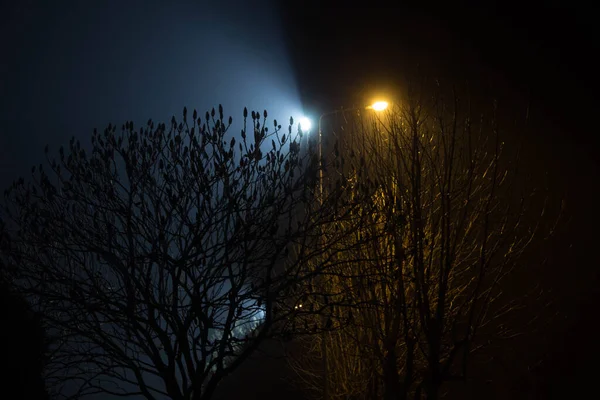 Gyönyörű Éjszakai Táj Lámpásokkal Megvilágított Fák — Stock Fotó