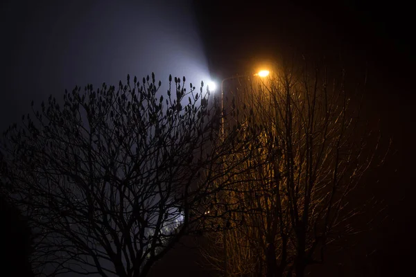 Hermoso Paisaje Nocturno Árboles Iluminados Por Linternas —  Fotos de Stock