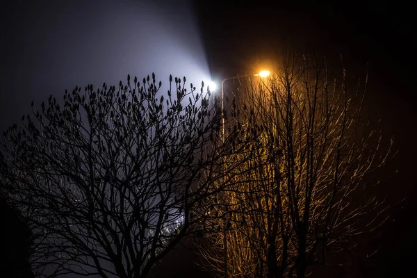 Beautiful Night Landscape Trees Illuminated Lanterns — Stock Photo, Image