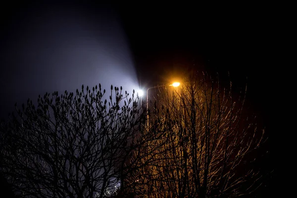 Krásná Noční Krajina Stromy Osvětlené Lucernami — Stock fotografie