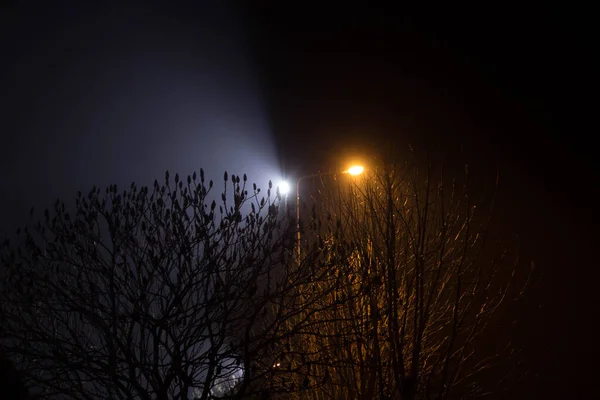 Hermoso Paisaje Nocturno Árboles Iluminados Por Linternas —  Fotos de Stock