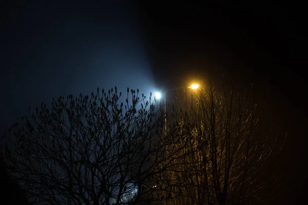 Hermoso Paisaje Nocturno Árboles Iluminados Por Linternas —  Fotos de Stock