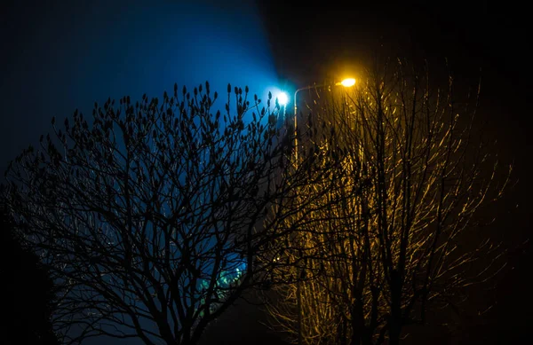 Bela Paisagem Noturna Árvores Iluminadas Por Lanternas — Fotografia de Stock