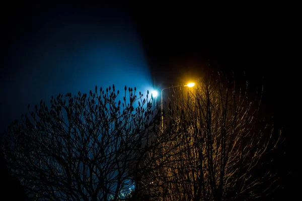 Bela Paisagem Noturna Árvores Iluminadas Por Lanternas — Fotografia de Stock