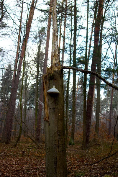 Prachtig Boslandschap Een Grote Paddestoel Groeit Een Boom — Stockfoto